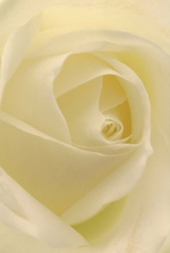 As you gaze upon this white rose, so intimately photographed in the Rush Green light, the mind is drawn to the unwavering softness promised by its tangled spirals. Each petal radiates tranquility, their surfaces blending hues of creamy white and shell-pale lemon, as if infused with the gentle sunlight filtering past the trees on Rush Green Road. The composition feels both classic and modern: a serene palette suggesting quiet resilience and dignity, perfect for marking occasions from wedding celebrations at the local hall to tender apologies or moments of remembrance. Upon closer inspection, the spiral at the heart of the rose expands with a nearly mathematical precision, surrounded by outer petals that are nearly translucent, signalling purity and subtle wisdom. Hints of shadow deepen the effect, imparting a natural sophistication inherent in the work of a seasoned Rush Green florist. As you breathe in, there's the imagined whisper of fresh, clean fragrance-like air after rainfall in Harrow Lodge Park-grounding you in the reality of the moment while elevating the senses. It's a floral artistry that honours the people and stories of Rush Green: sincere, resilient, and always appropriate for life's most heartfelt gestures.