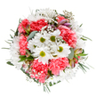 This Rush Green florist bouquet is pure celebration: a circular burst of cheerful white daisies, radiant coral-pink carnations, and billows of ethereal gypsophila, artfully composed to convey joy, renewal, and heartfelt connection. Central daisies with golden-green centres bask amidst plush carnations, whose lively hue evokes the warmth of a spring sunrise over the gardens dotting Rush Green's community. Sprigs of baby's breath float among the blooms, their tiny star-like flowers adding a delicate, airy dimension, while touches of blush alstroemeria and fresh eucalyptus leaves provide fragrance and subtle colour harmony. The arrangement radiates outward; each flower and green has its place, much like the unique character of every street from Rush Green Road to local markets. Designed to uplift-a birthday, thank you, or simply a way to brighten a neighbour's day-it exudes tranquil exuberance and a deep sense of local pride. The expert hand of a Rush Green florist is evident in every detail, making this bouquet a true floral portrait of the area: fresh, welcoming, and full of the season's soft light.